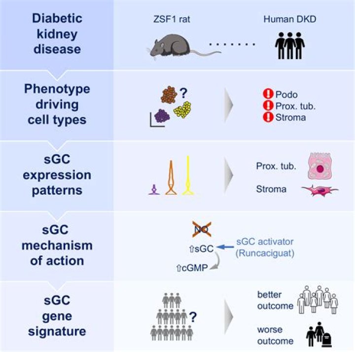 What medications are guanylate cyclase stimulators?
