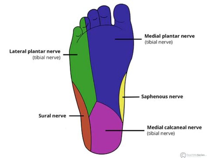 What nerve runs along top of foot?