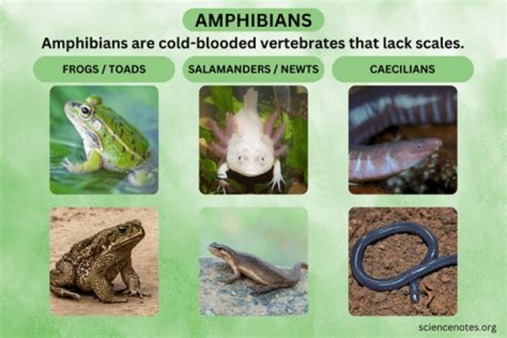 What order do amphibians belong to?