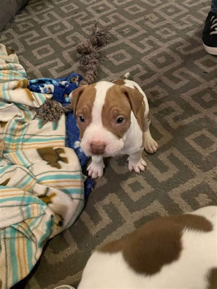 What should a 10 week old pitbull puppy eat?