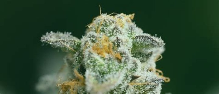 What should cannabis trichomes look like at harvest?