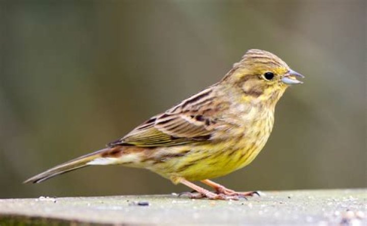 What size is a yellowhammer?