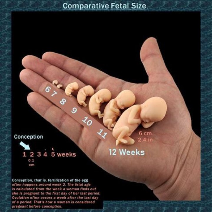 What size is your uterus at 20 weeks pregnant?