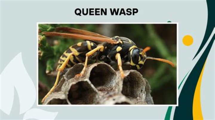 What sound does a queen wasp make?