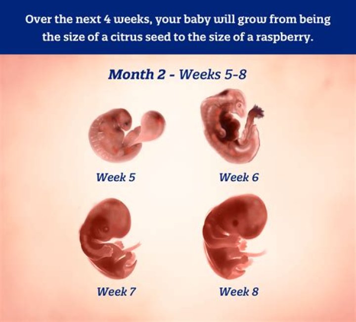 What stage is 6 weeks of pregnancy?