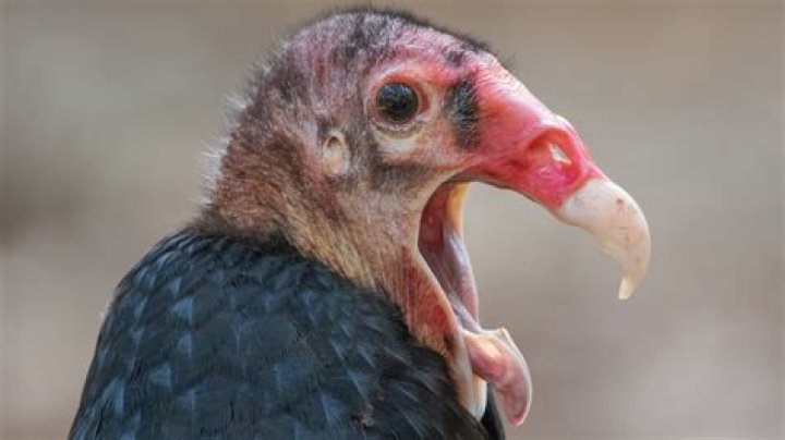 What states do turkey vultures live in?