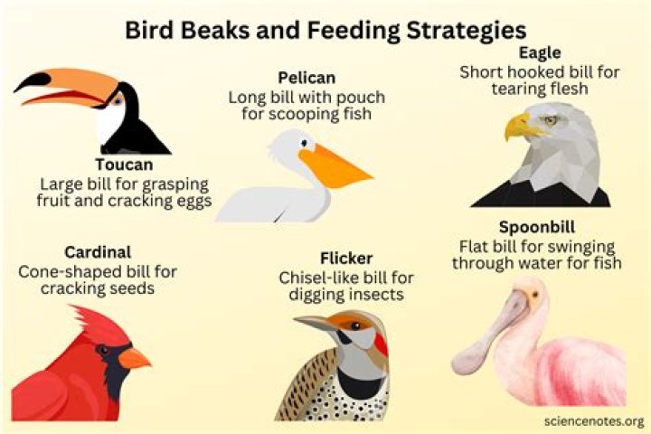 What type of tie bar is used on a beaks?