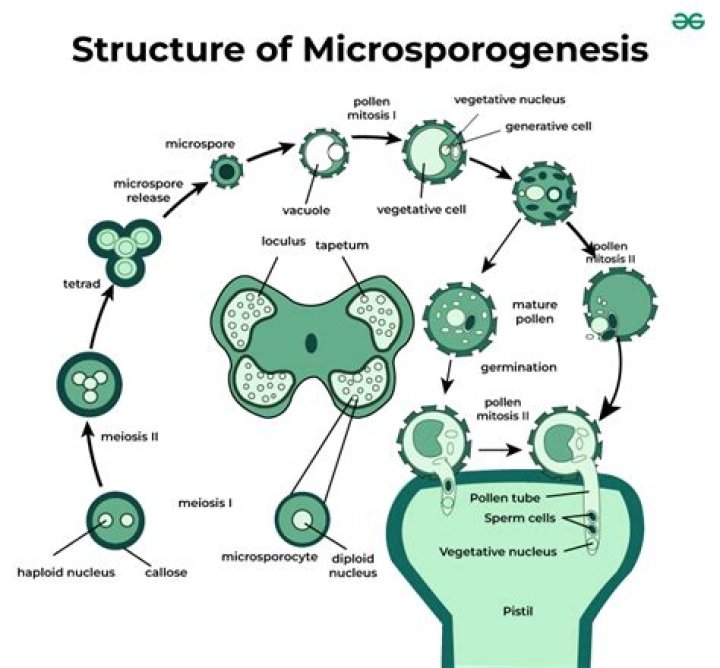 What will be the chromosome number in the cells of microspore mother cell and male gamete of a plant in which the Sporogenous tissue has 32 chromosomes in its cells?