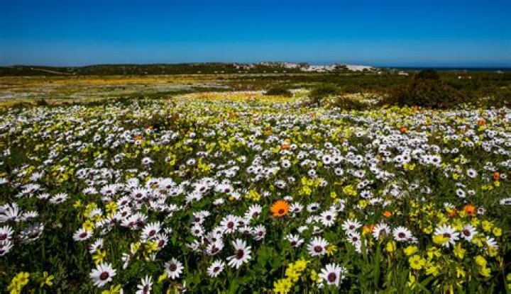 When can you see Namaqualand flowers?