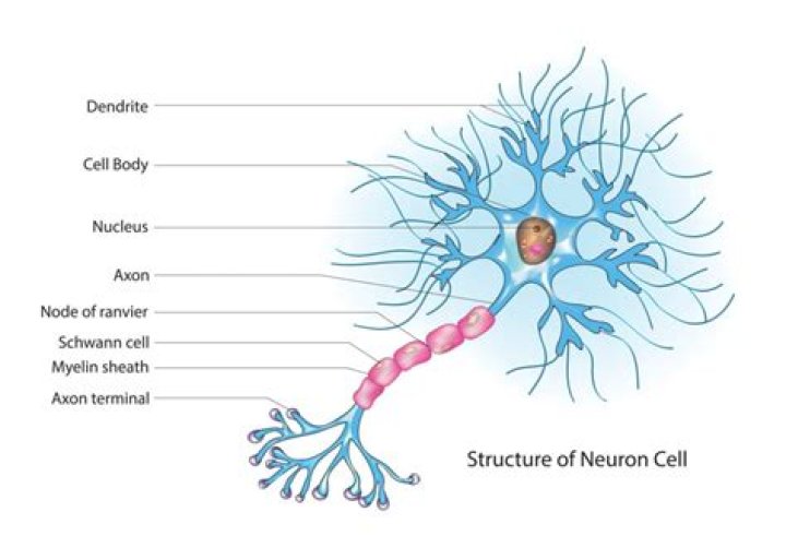 Where are sensory neuron cell bodies located?