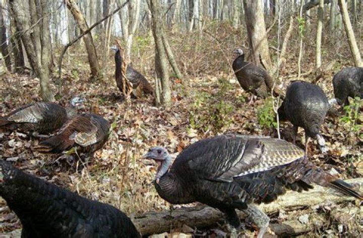 Where are wild turkeys found in Ohio?