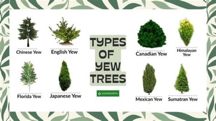 Where are yews native?