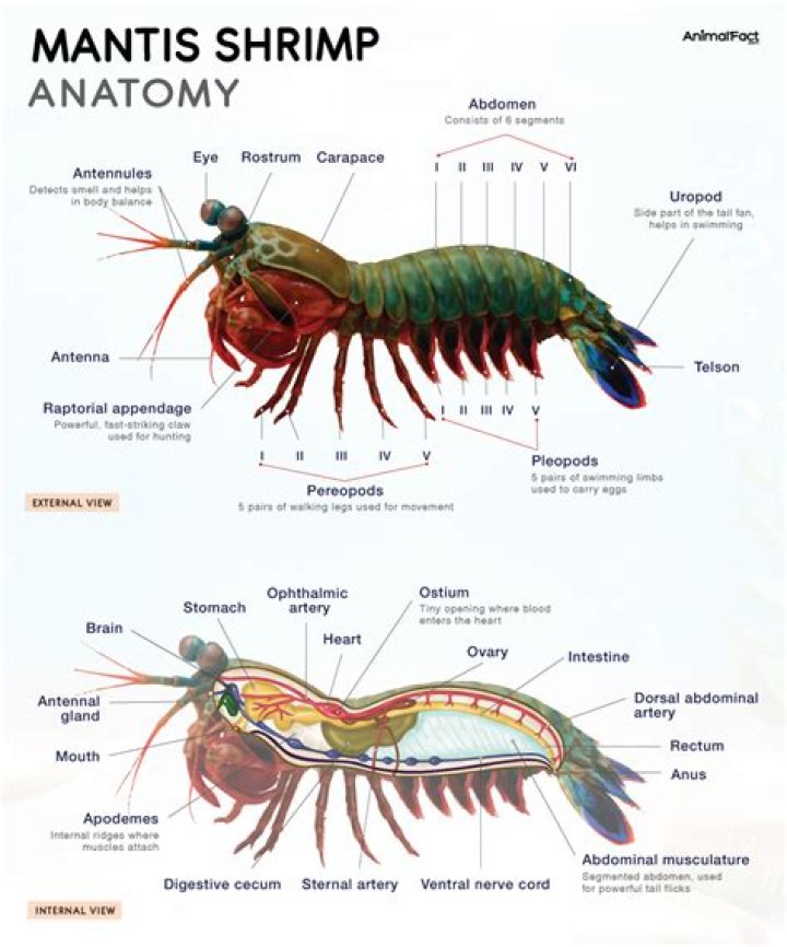 Where can I find giant mantis shrimp?