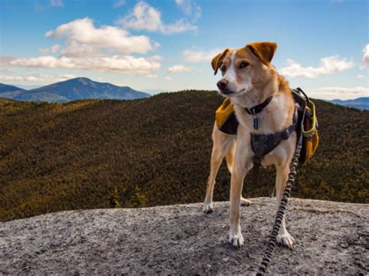Where can I hike with my dog Long Island?