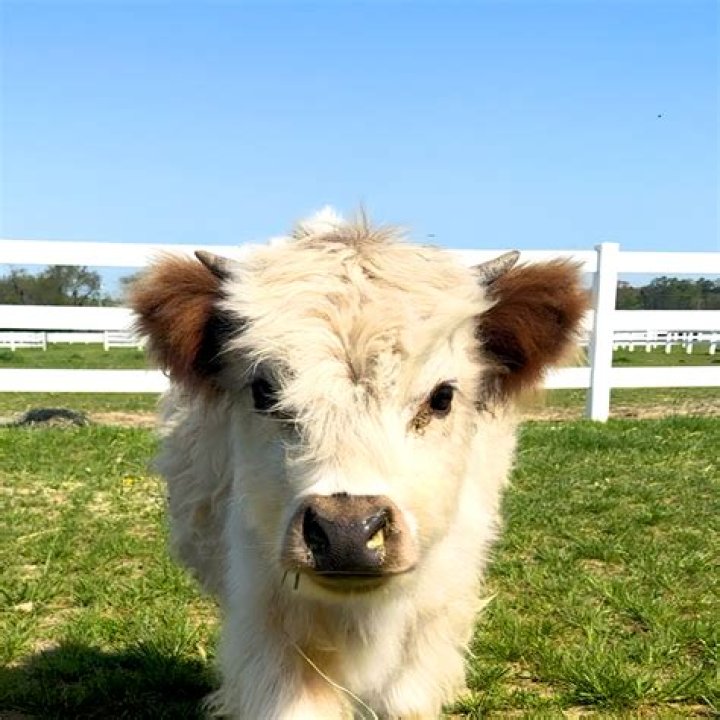Where can I see fluffy cows in Tasmania?
