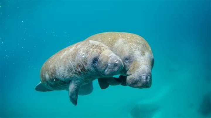 Where can I see manatees in Cape Coral?