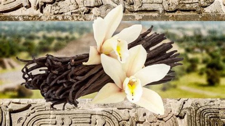 Where did vanilla originate?