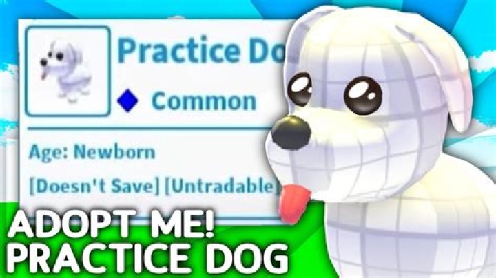 Where do you adopt an underdog?