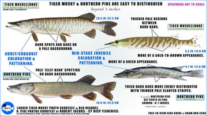 Where does the musky hunter fish?