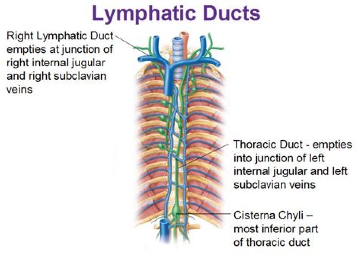 Where does the right lymphatic duct drain?