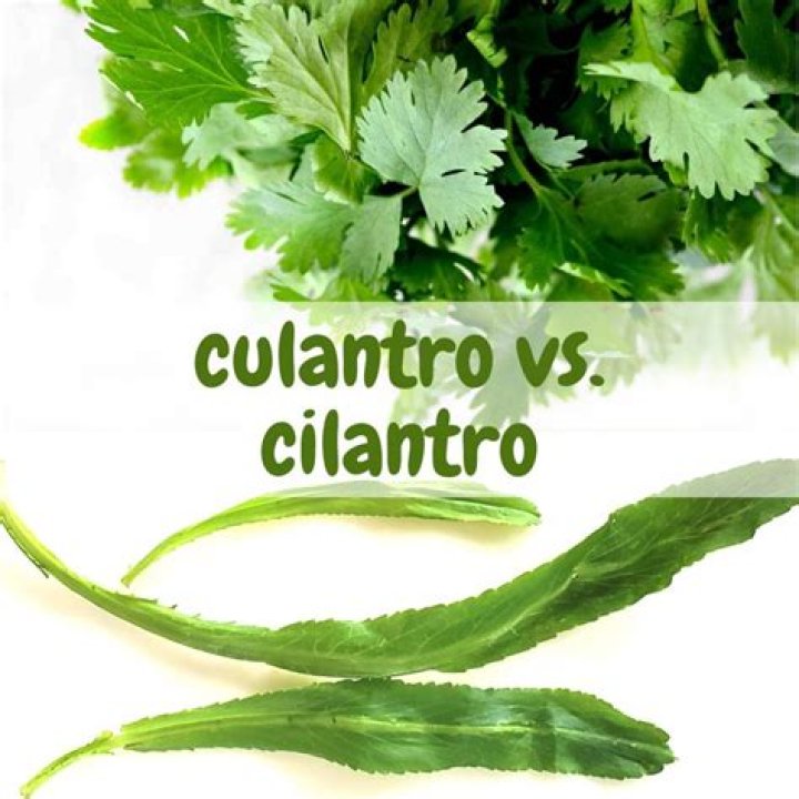 Where is culantro native to?