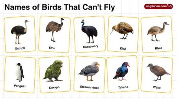 Which birds can not fly?