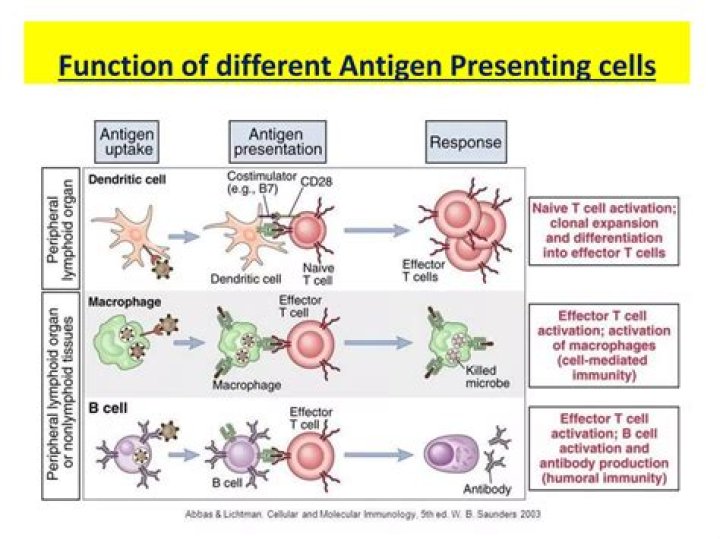 Which of these cells produces IL-2?