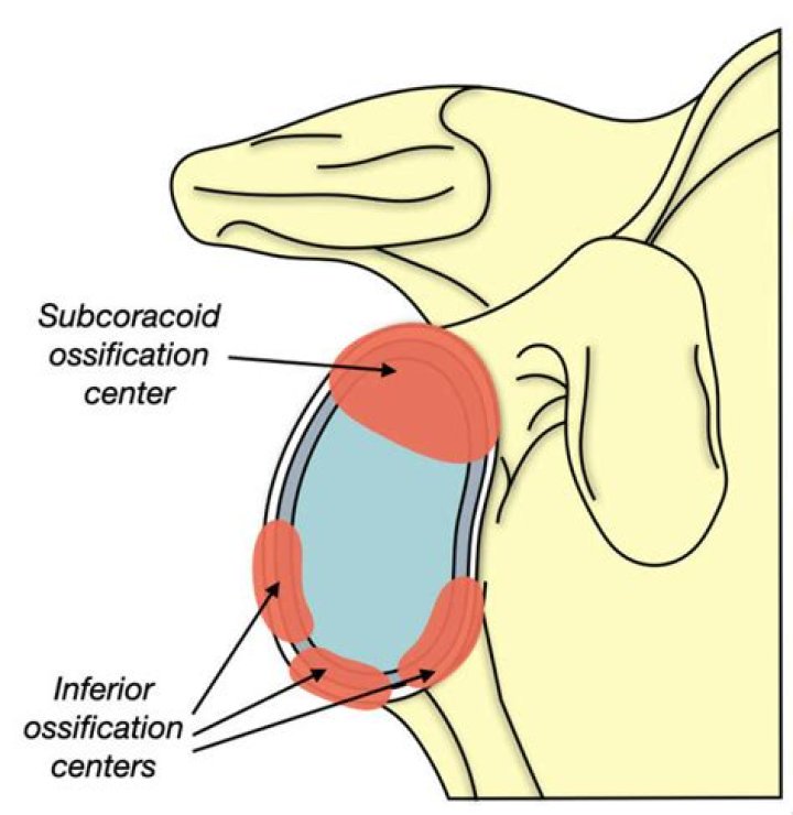 Which parts of the humerus are secondary ossification centers?