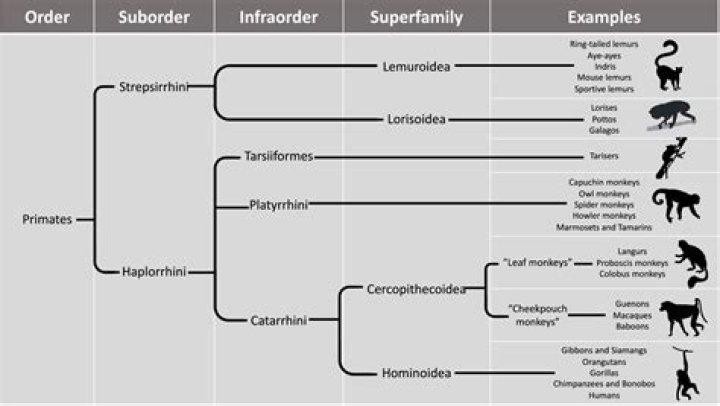 Which primate is a Folivore?