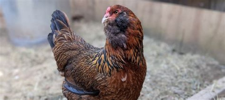Who is the Master Breeder of Ameraucana chickens?