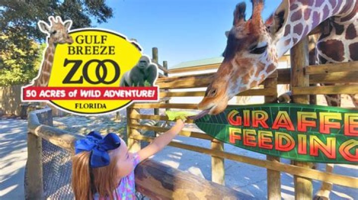 Who owns the Gulf Breeze Zoo?