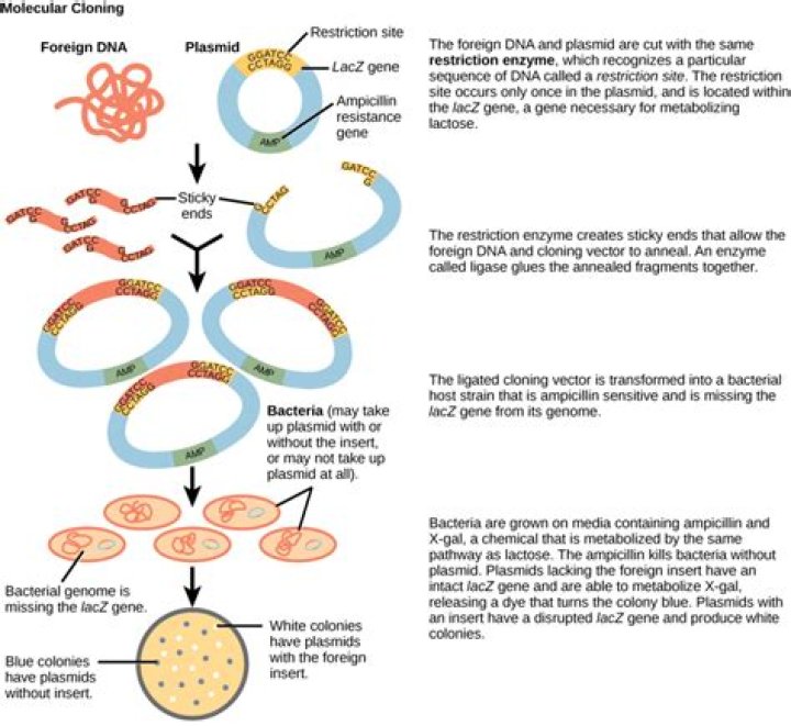 Why are bacterial plasmids widely used as cloning vectors?