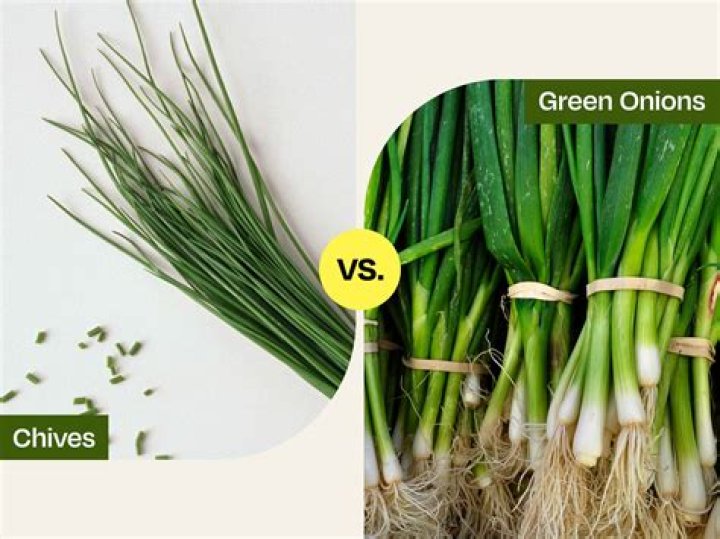 Why are green onions called chives?