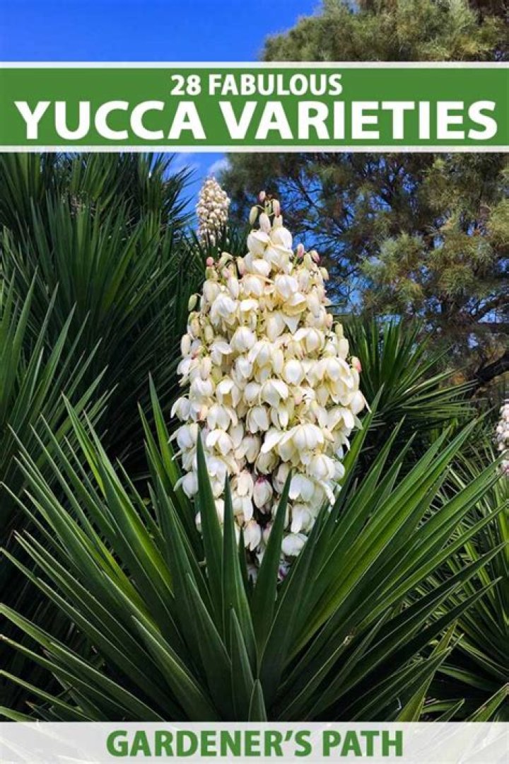 Why are yucca plants bad?