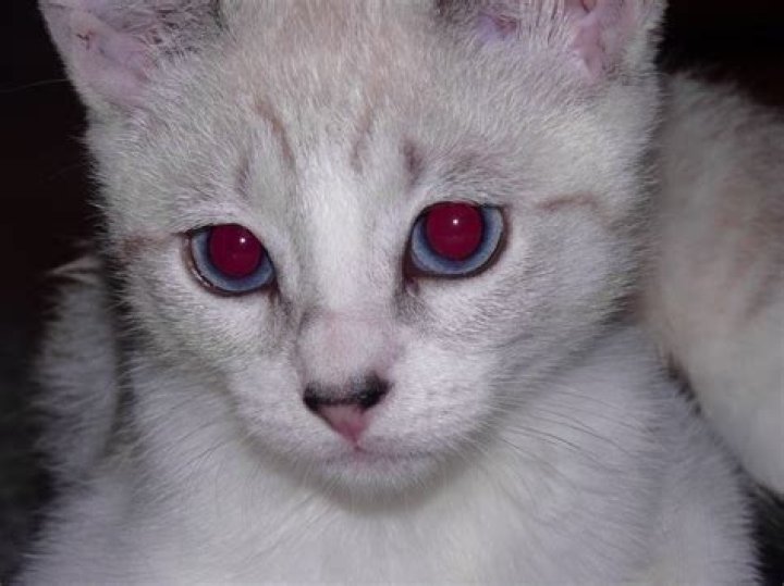 Why do my cats blue eyes look red?