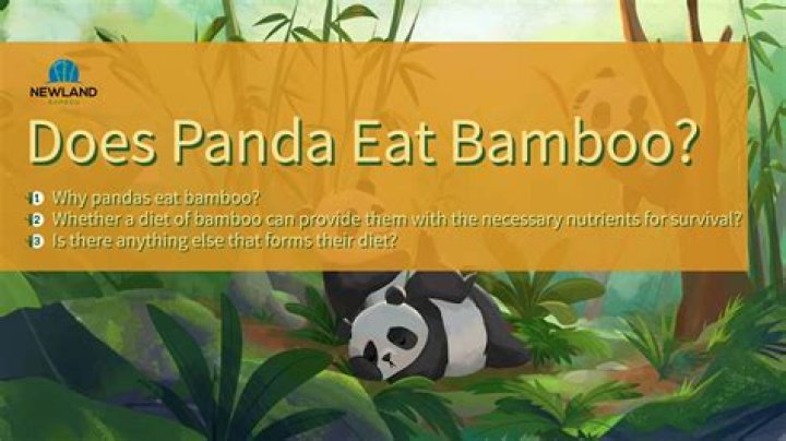 Why do panda bears eat bamboo?