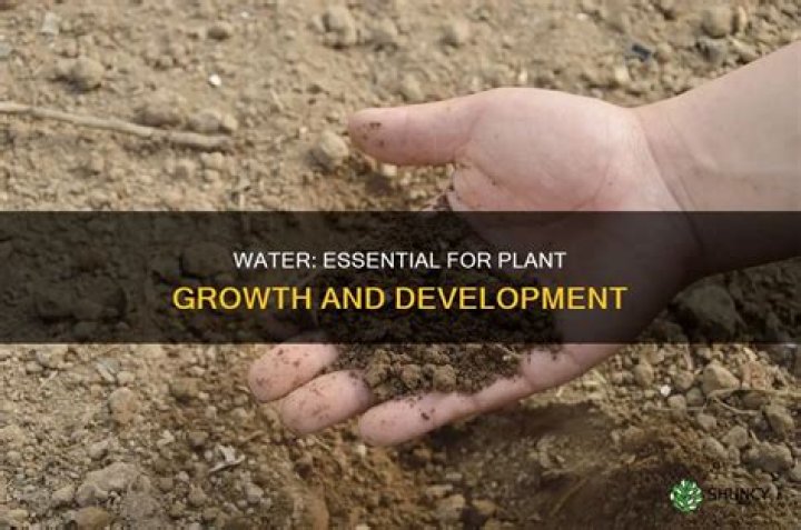 Why do plants need water for growth?
