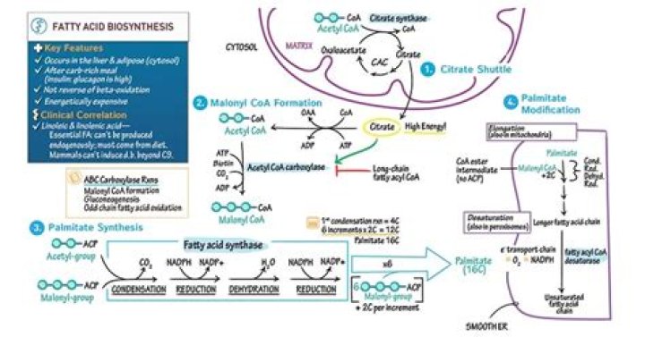 Why is fatty acid synthesis increased in many cancers?