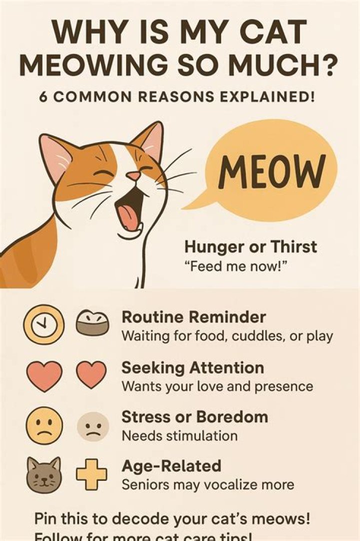 Why is my cat aggressively meowing?