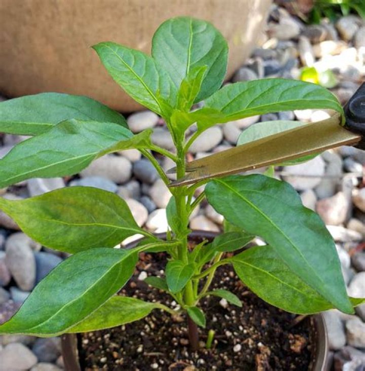 Why is my chilli plant only flowering?