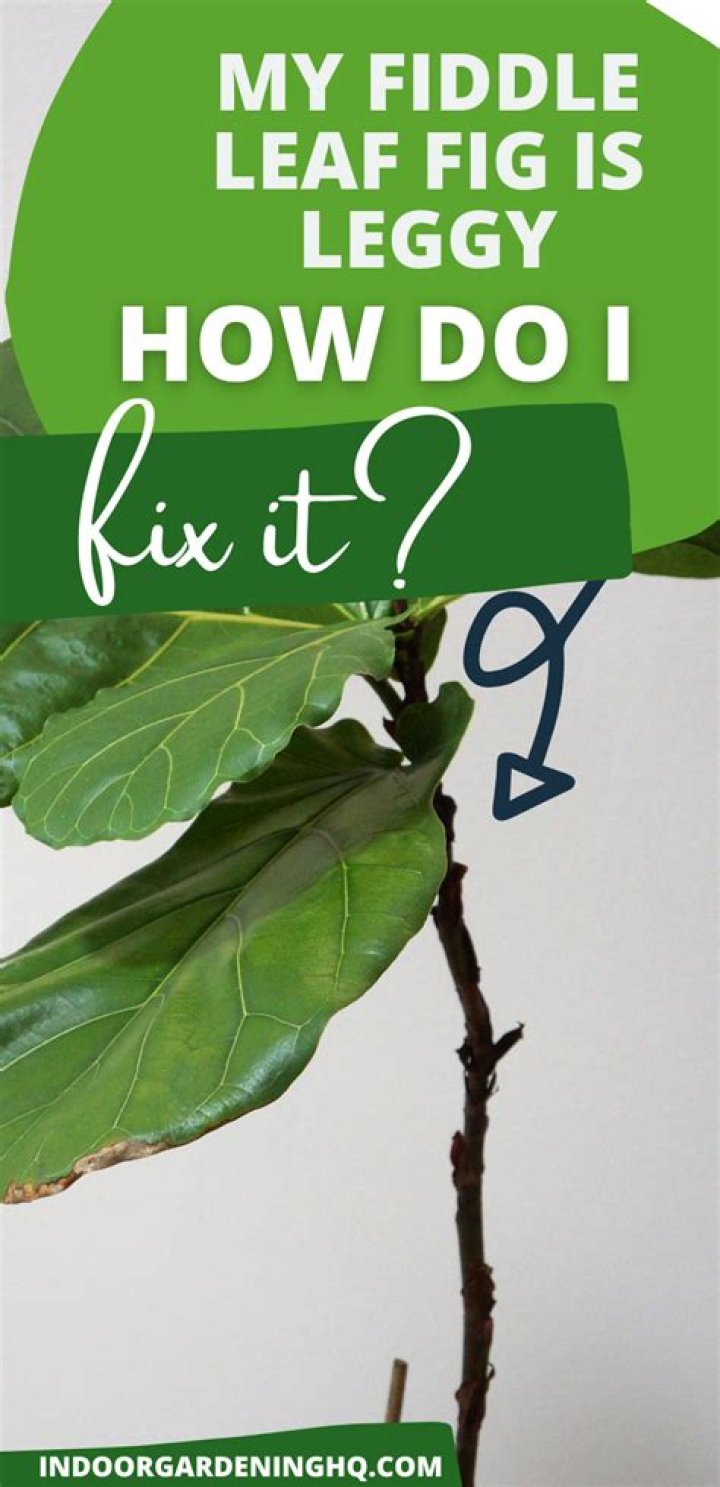 Why is my fiddle leaf fig falling over?