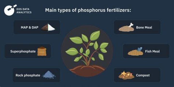 Why is phosphorus banned in fertilizer?