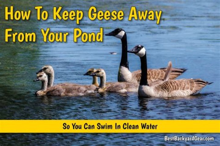 Will grape juice keep geese away?