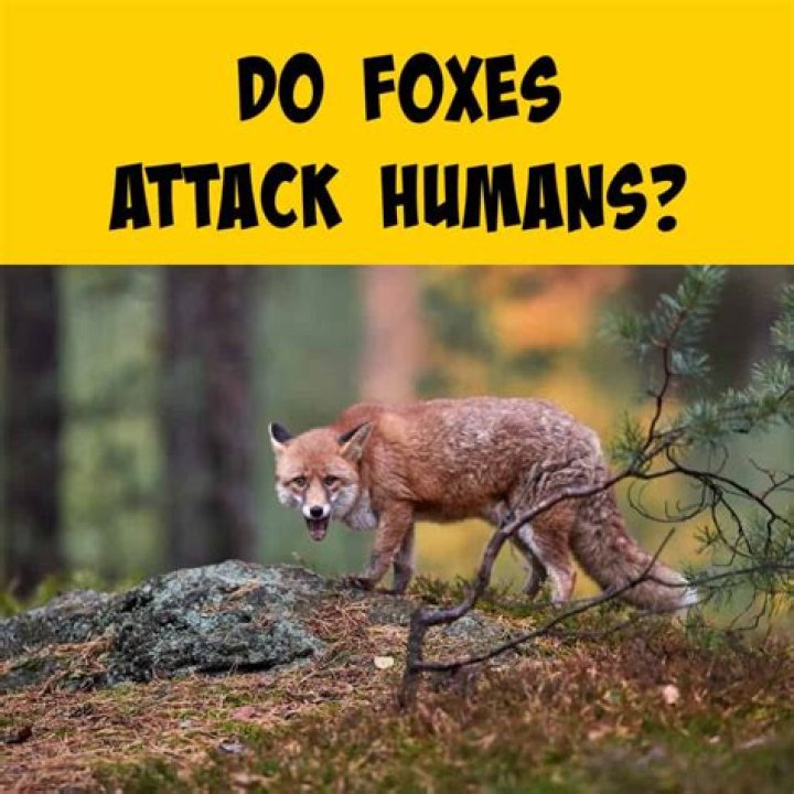 Would a fox ever attack a human?